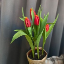 Тюльпаны в горшке (5)