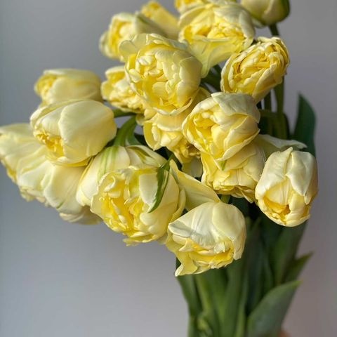 Тюльпан пионовидный кремовый купить c доставкой по Омску