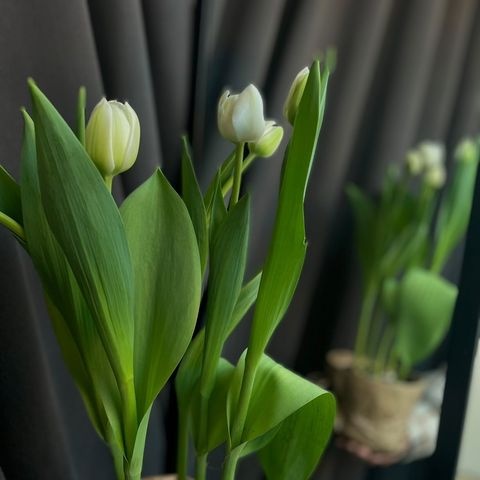Тюльпаны в горшке (5) купить c доставкой по Омску