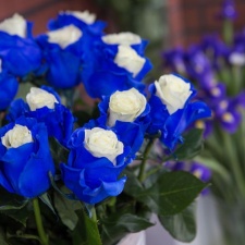 Роза Blue white